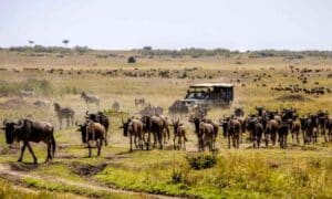 3 days Wildebeest Migration Joining Kenya Safari
