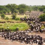 Wildebeest migration Kenya safari