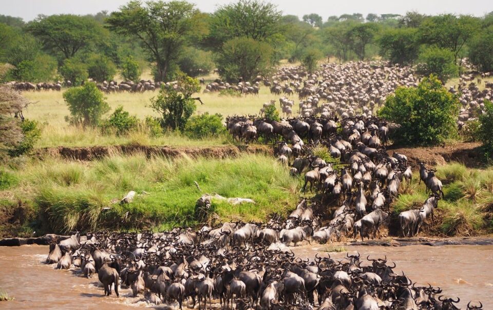 Wildebeest migration Kenya safari