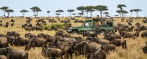 Wildebeest migration Kenya safari