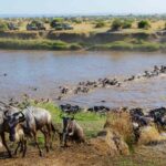 3 days Wildebeest Migration Safari Group Joining