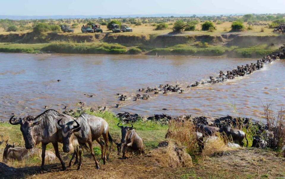 3 days Wildebeest Migration Joining Kenya Safari